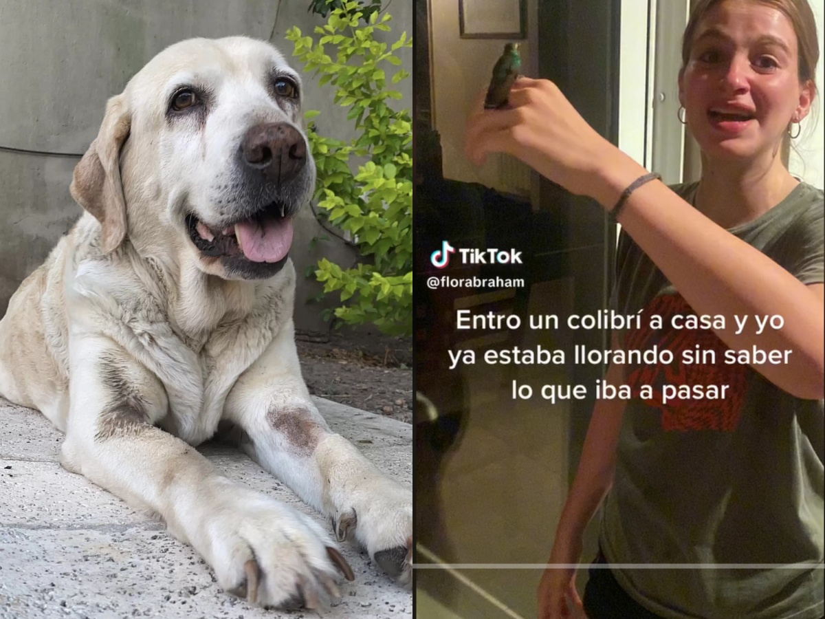 French Bulldogs Training Their Baby to Walk